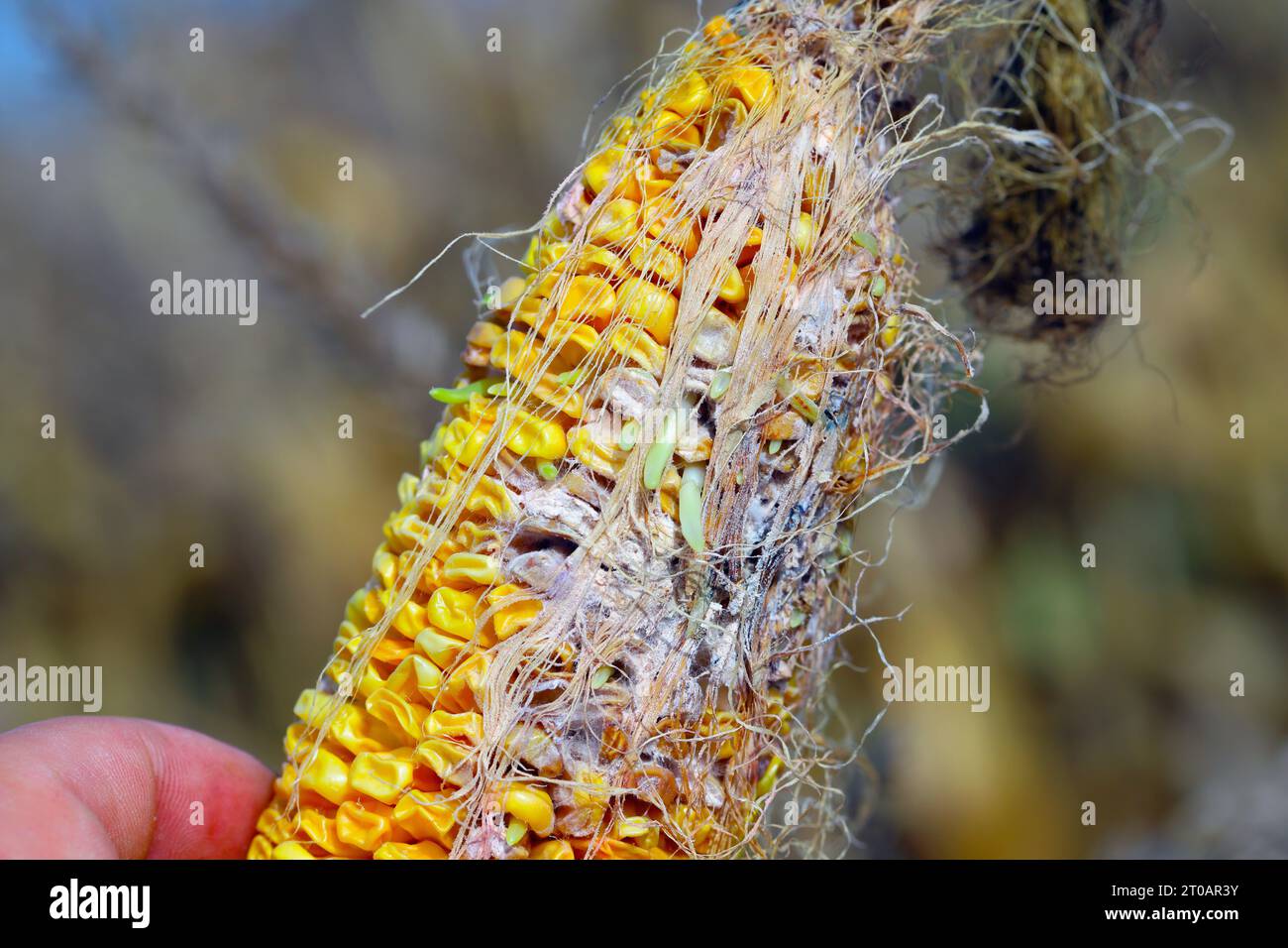 Granturco, mais (Zea mays), danni causati da Fusarium. Germinare i semi sul pannocciolo di mais. Foto Stock