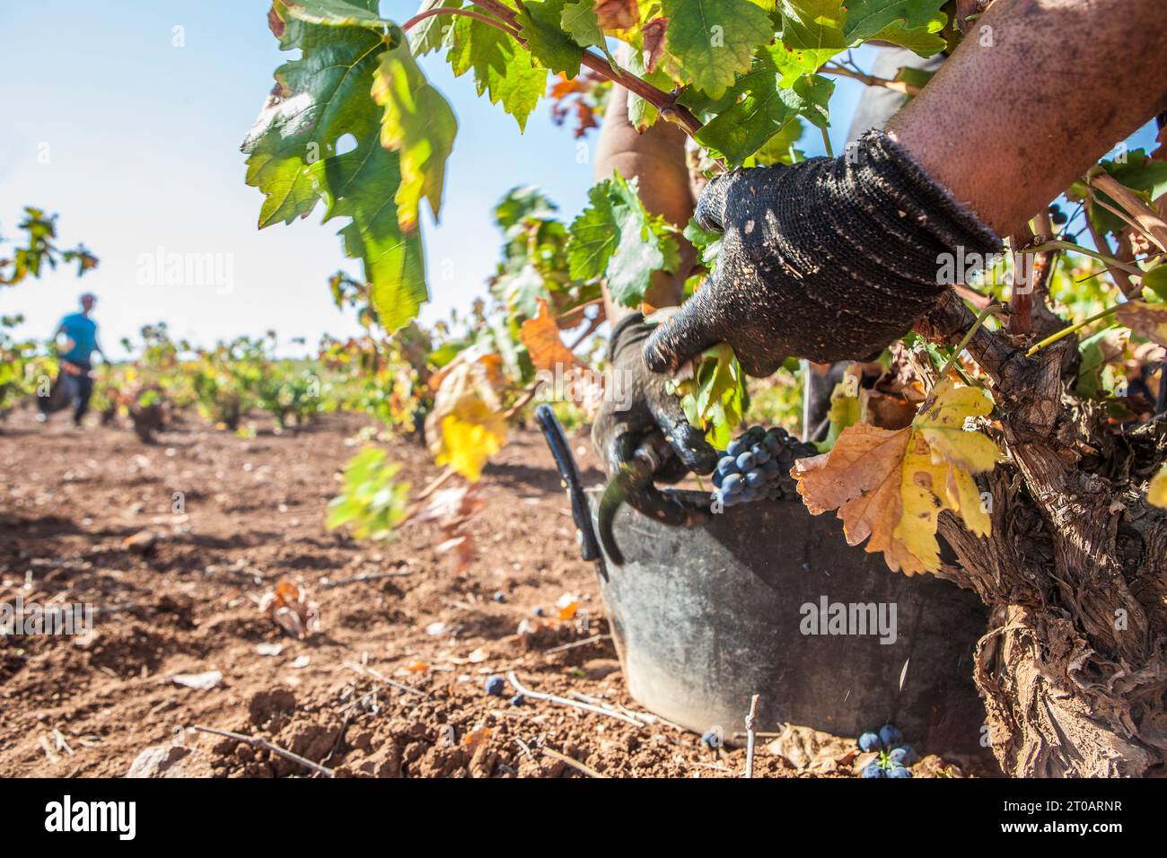 I raccoglitori di uva tagliano rapidamente i grappoli. Foto sfocate in movimento Foto Stock
