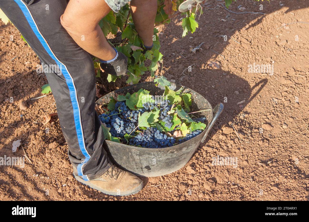 Raccoglitrice di uva in funzione durante la stagione della vendemmia. Secchio pieno di mazzi rossi Foto Stock