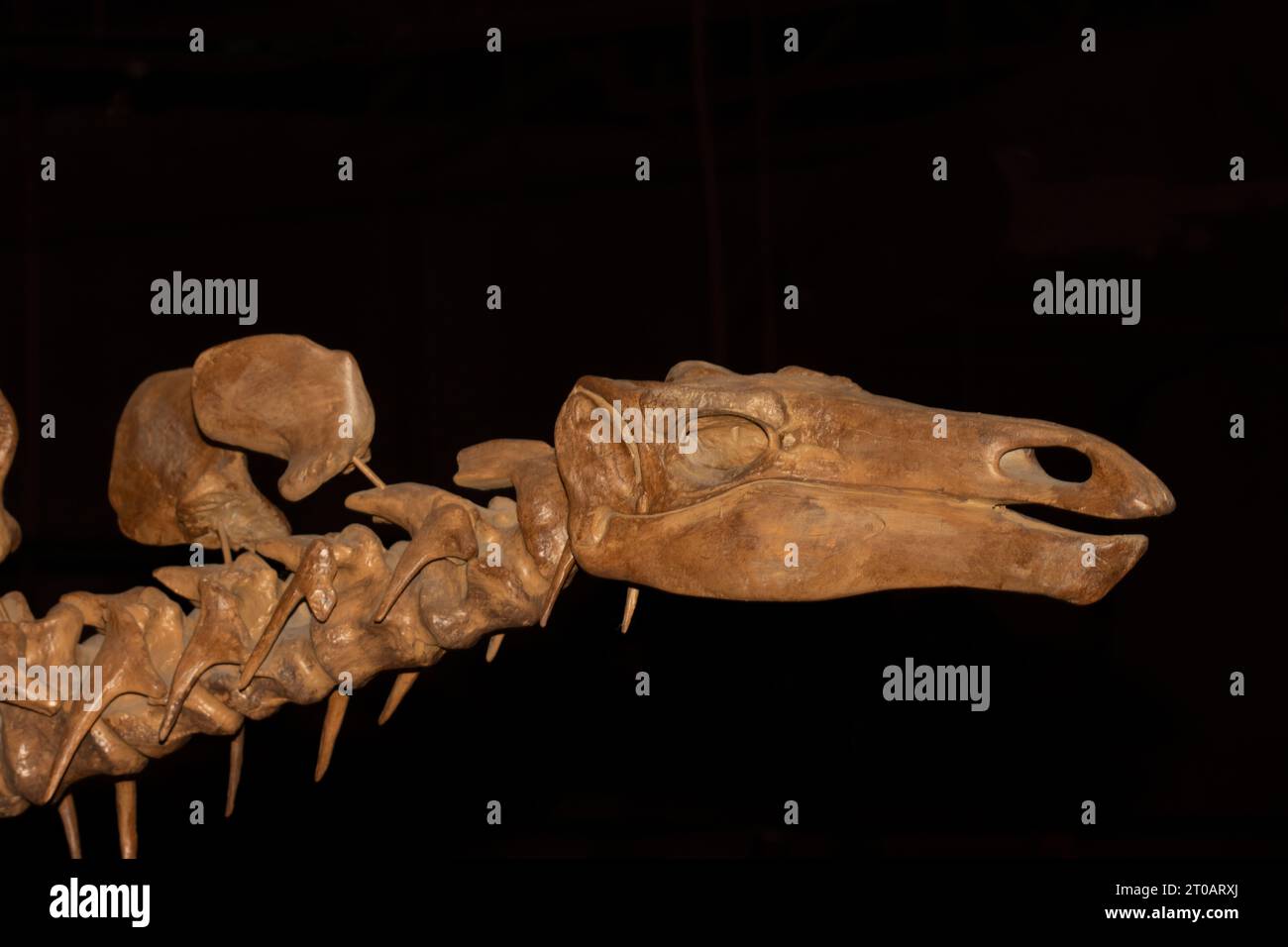 Scheletro fossile di Stegosaurus Foto Stock