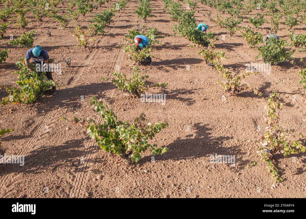 Raccoglitori di uva che lavorano durante la stagione della vendemmia. Viti in linea Foto Stock