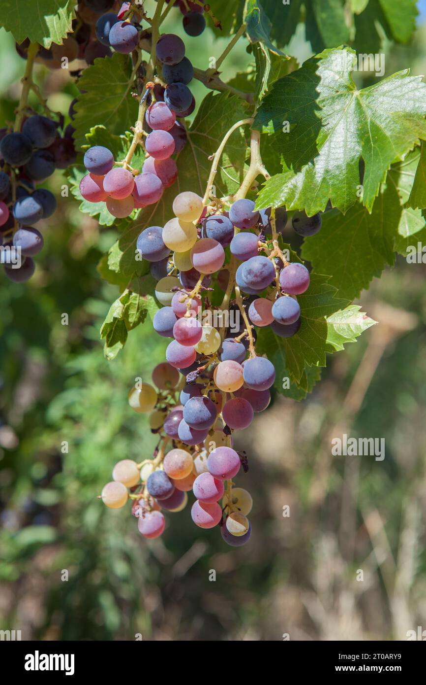 Grappolo con uve in varie fasi di maturazione sulla vite, Badajoz, Estremadura, Spagna Foto Stock
