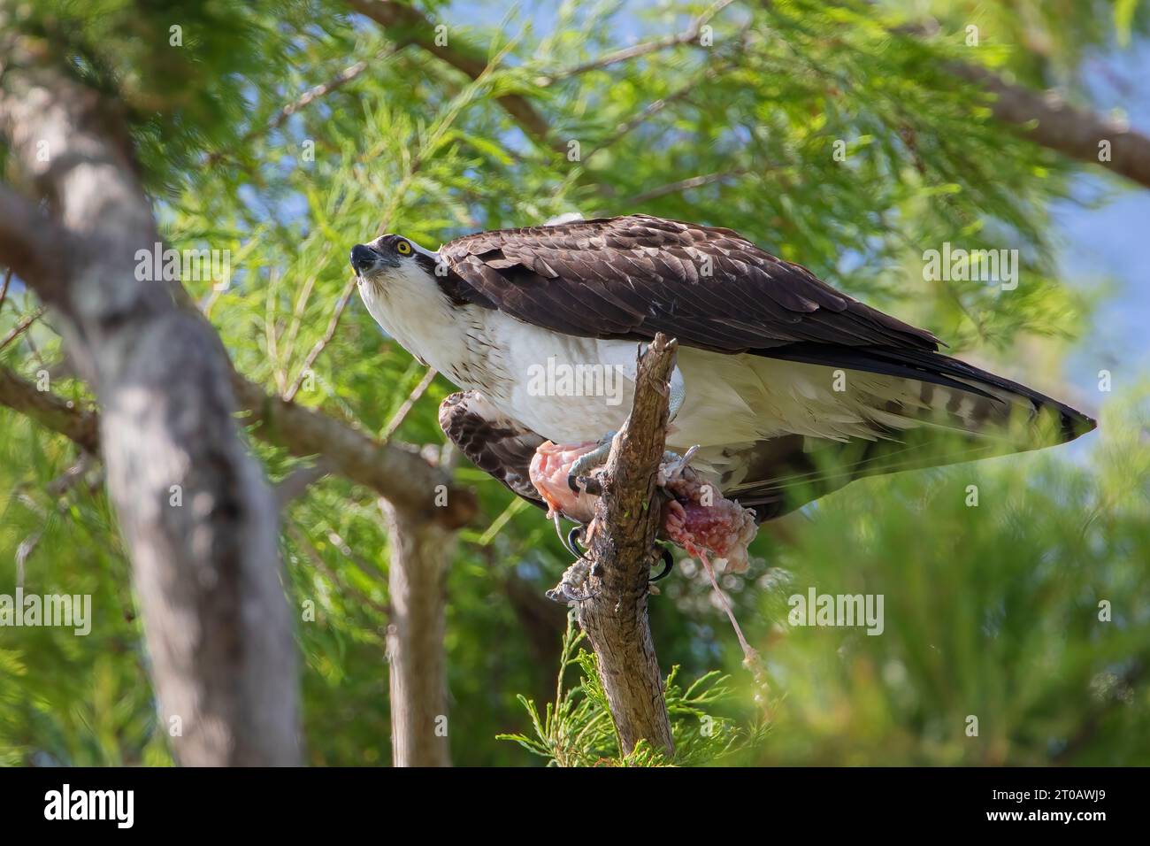 Osprey (Pandion haliaetus) arroccato con pesce al Circle B Bar Reserve, Florida, USA Foto Stock