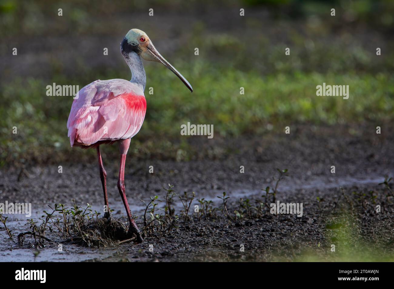 Cucchiaio di rosa (Platalea ajaja) in piedi, Florida, USA Foto Stock