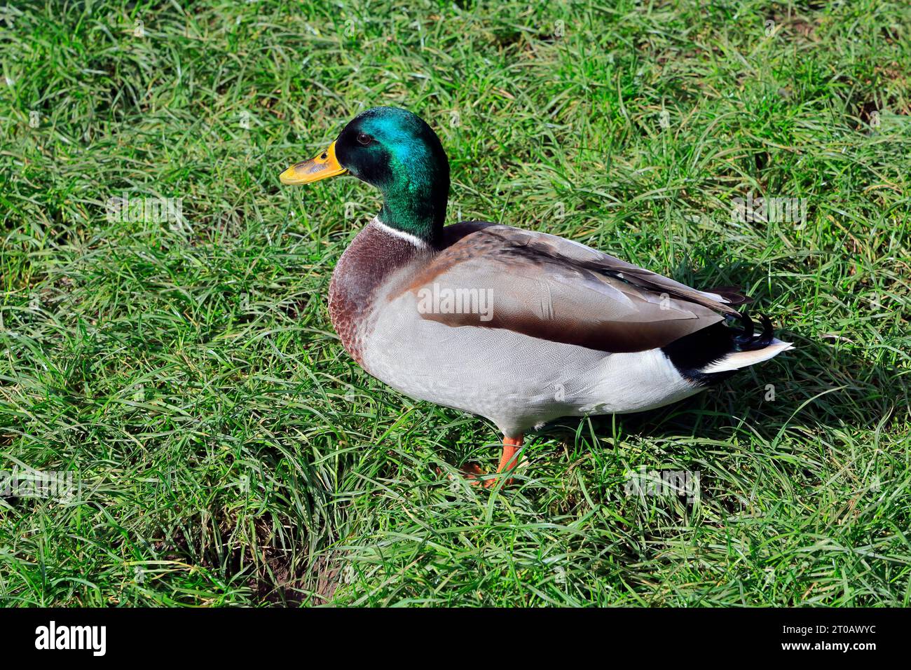 Uomo adulto (anas platyrhynchos) in piedi nel campo erboso, Cardiff. Presa nell'ottobre 2023 Foto Stock