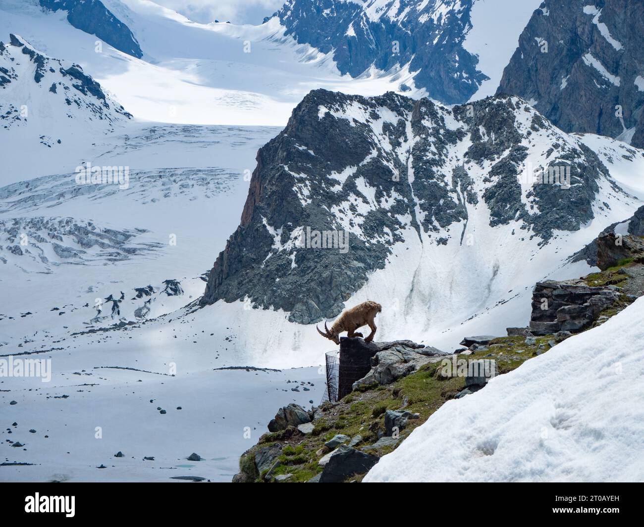 SaaS-Fee, Svizzera - 15 giugno 2023: Uno stambecco vicino a Britanniahuette di fronte ad un panorama alpino sorprendente Foto Stock