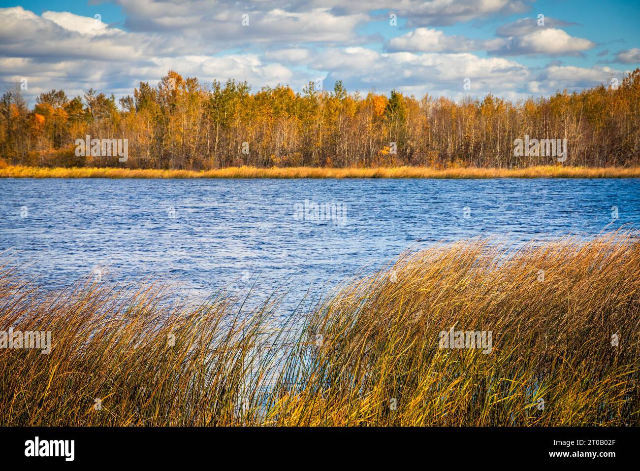 Un lago blu con erba gialla nell'Alberta centrale, Canada Foto Stock