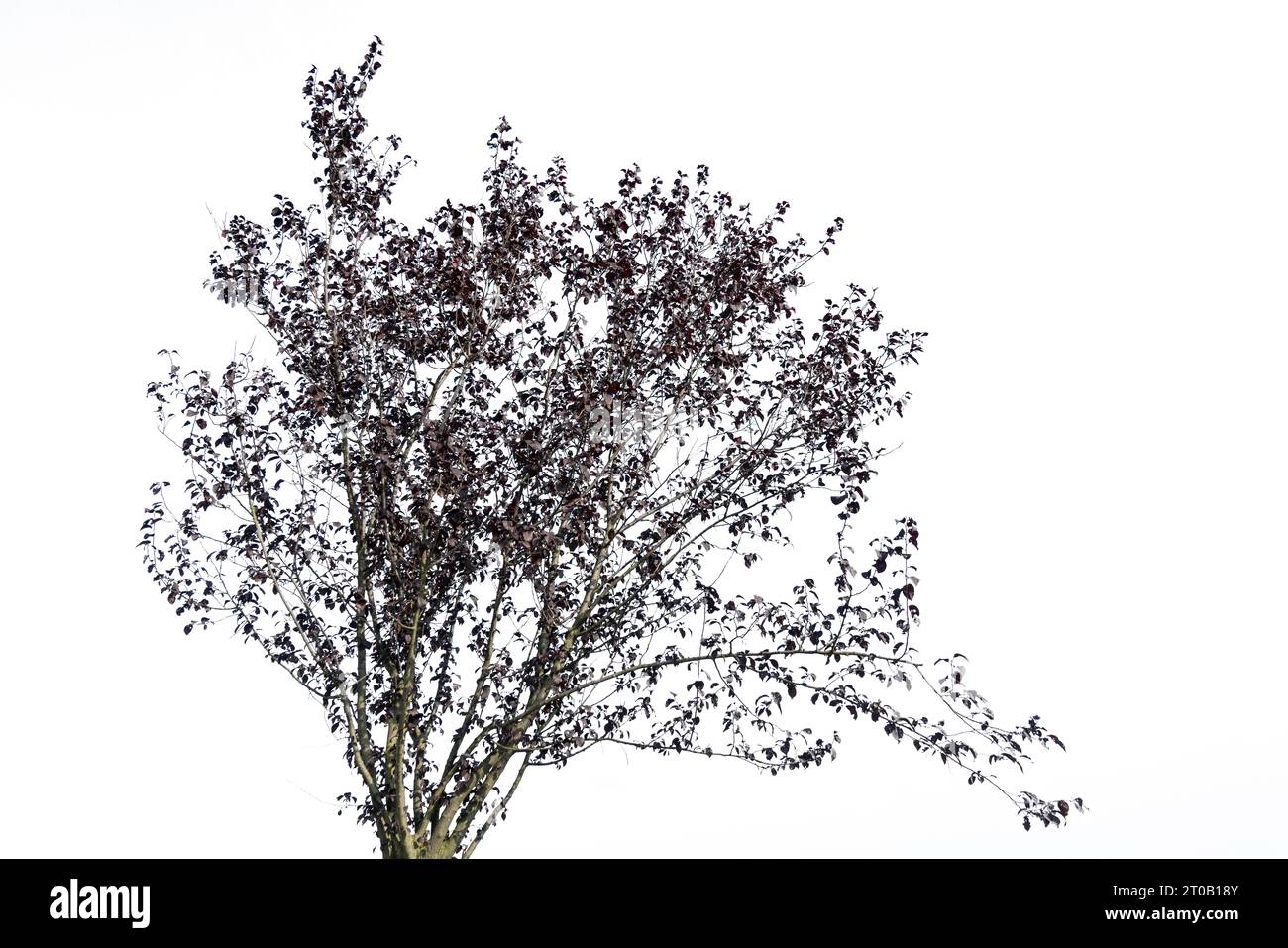 la corona di un albero con colori autunnali su sfondo trasparente Foto Stock