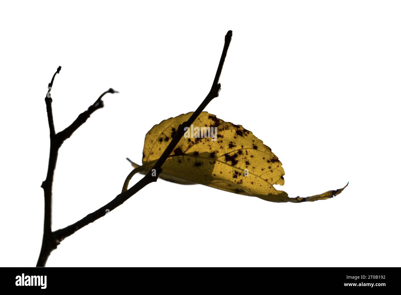 una foglia sul ramo con colori autunnali su sfondo trasparente Foto Stock