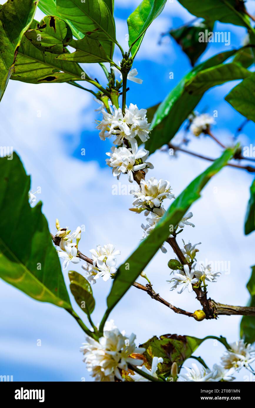 Primo piano di graziosi petali di fiori piccoli, germogliati in mazzi di ramoscelli su una pianta di caffè, muovendosi leggermente nella fresca brezza, in una piccola tenuta nel Lao Foto Stock