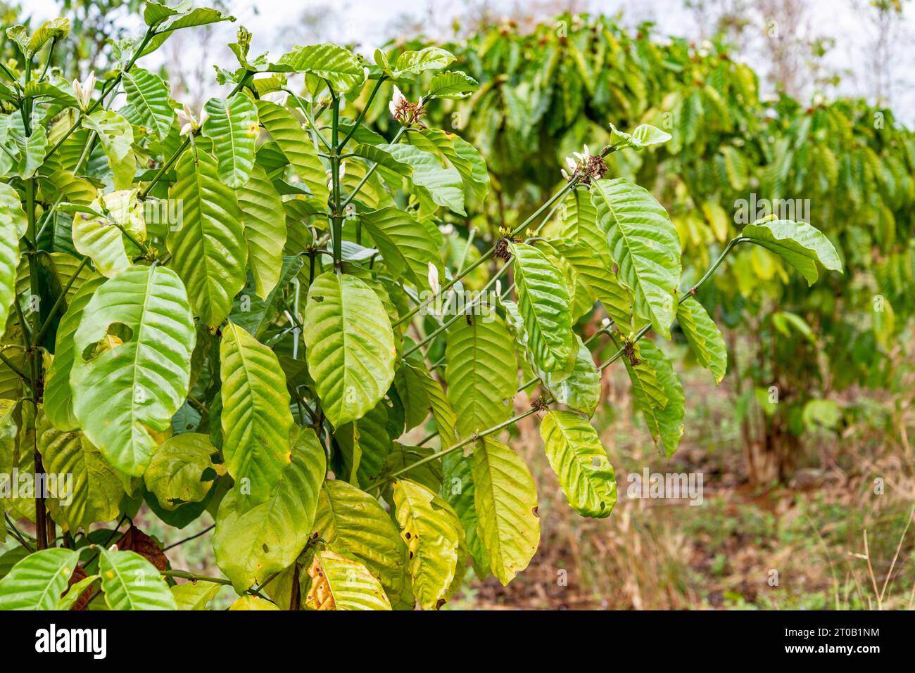 Parzialmente mangiato da formiche e afidi, appeso ai ramoscelli su una pianta di caffè, leggermente in movimento nella fresca brezza, in una piccola tenuta sulle colline laotiane. Foto Stock