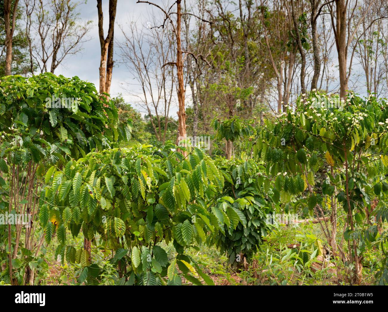 Nella terra di una piccola azienda, nelle province del Laos rurale, le piante più piccole producono ciliegie di caffè robusta, tra i tropi più alti che circondano Foto Stock