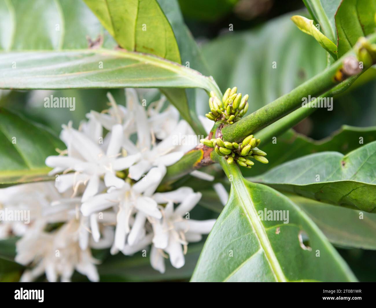 Primo piano di graziosi petali di fiori piccoli, germogliati in mazzi di ramoscelli su una pianta di caffè, muovendosi leggermente nella fresca brezza, in una piccola tenuta nel Lao Foto Stock