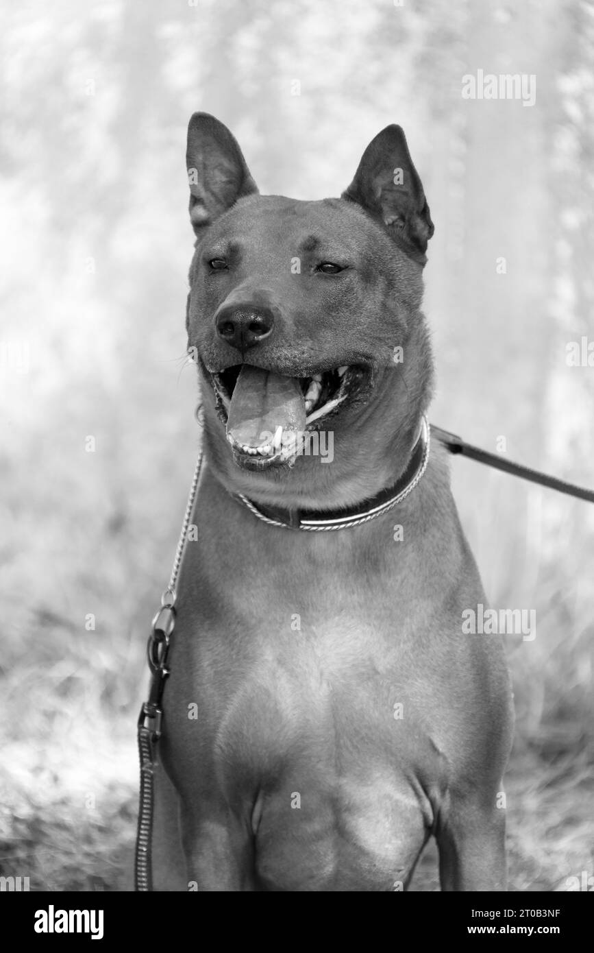 Cucciolo Thai Ridgeback. Red Thai Ridge Dog - antico cane locale della Thailandia, pelo corto, orecchie triangolari di medie dimensioni. Punta nera del naso, nella forma o. Foto Stock