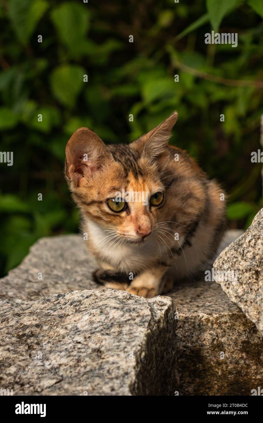 Grazioso gatto domestico seduto su una roccia nella natura. Foto Stock