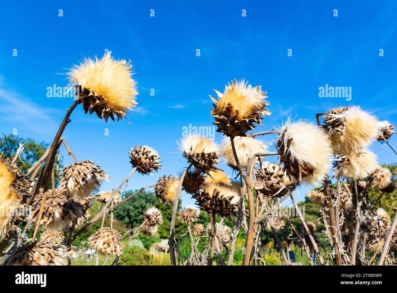 Fiori di carciofo secchi con cielo blu Foto Stock