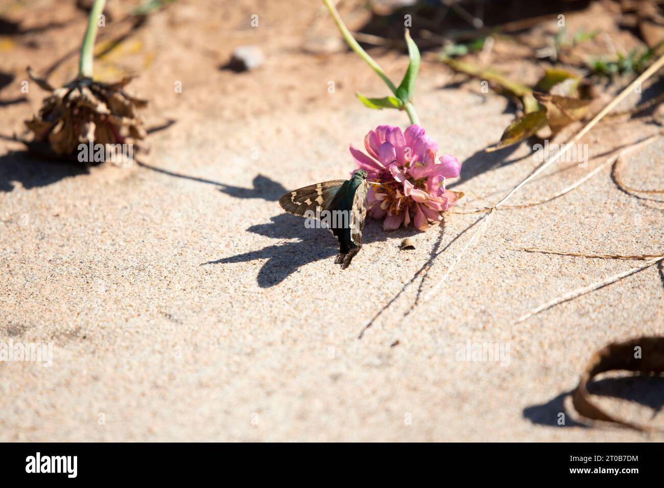 Skipper dalla coda lunga (Urbanus proteus) su un fiore di zinnia a terra con la sua ombra sul cemento Foto Stock