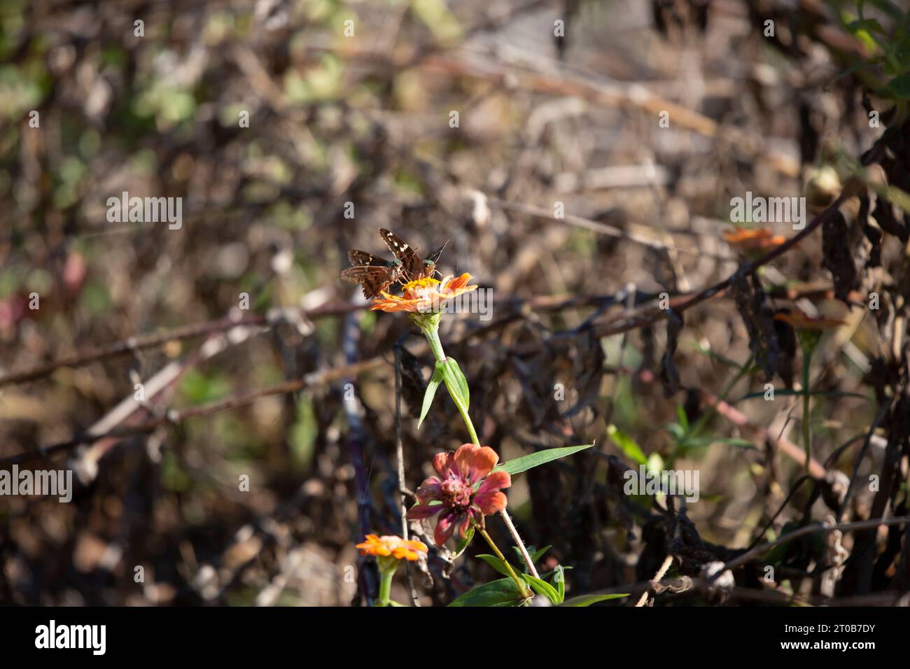Due skipper dalla coda lunga (Urbanus proteus) su un fiore di zinnia Foto Stock