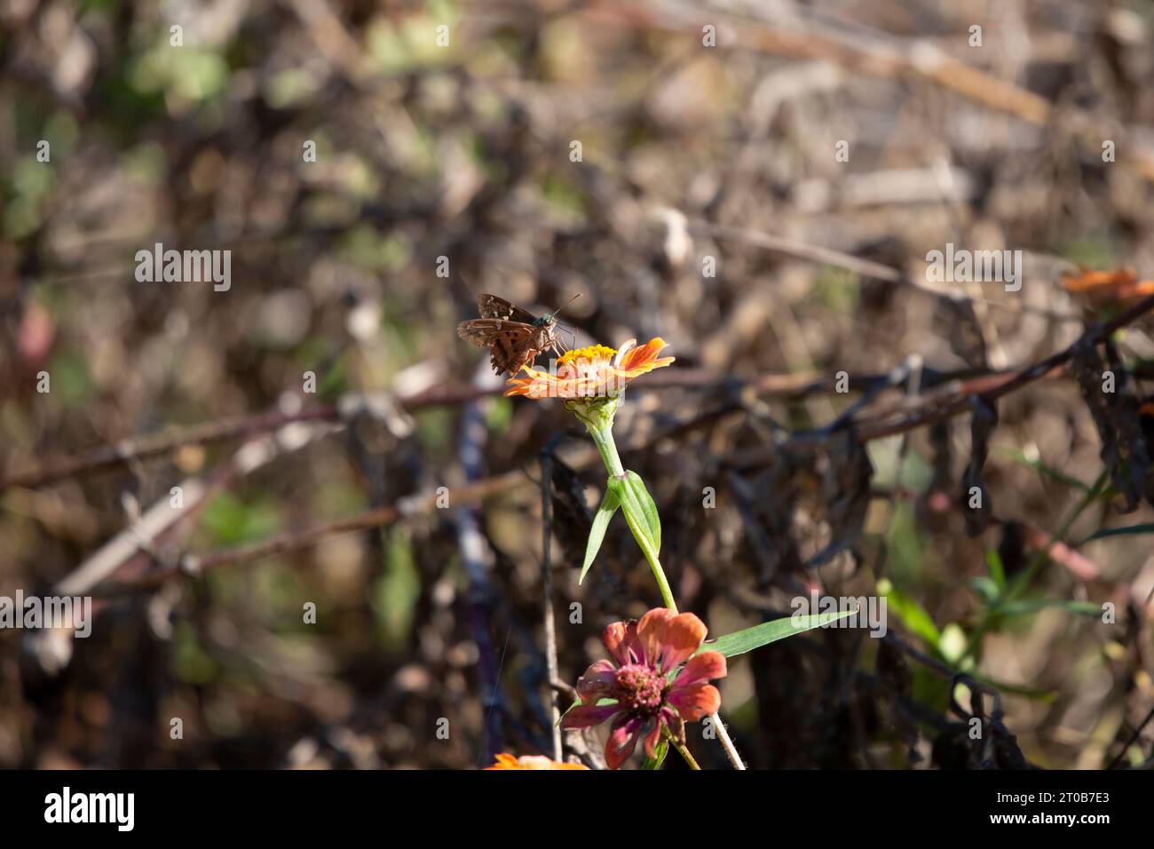 Skipper dalla coda lunga (Urbanus proteus) arroccato su un fiore di zinnia arancione Foto Stock