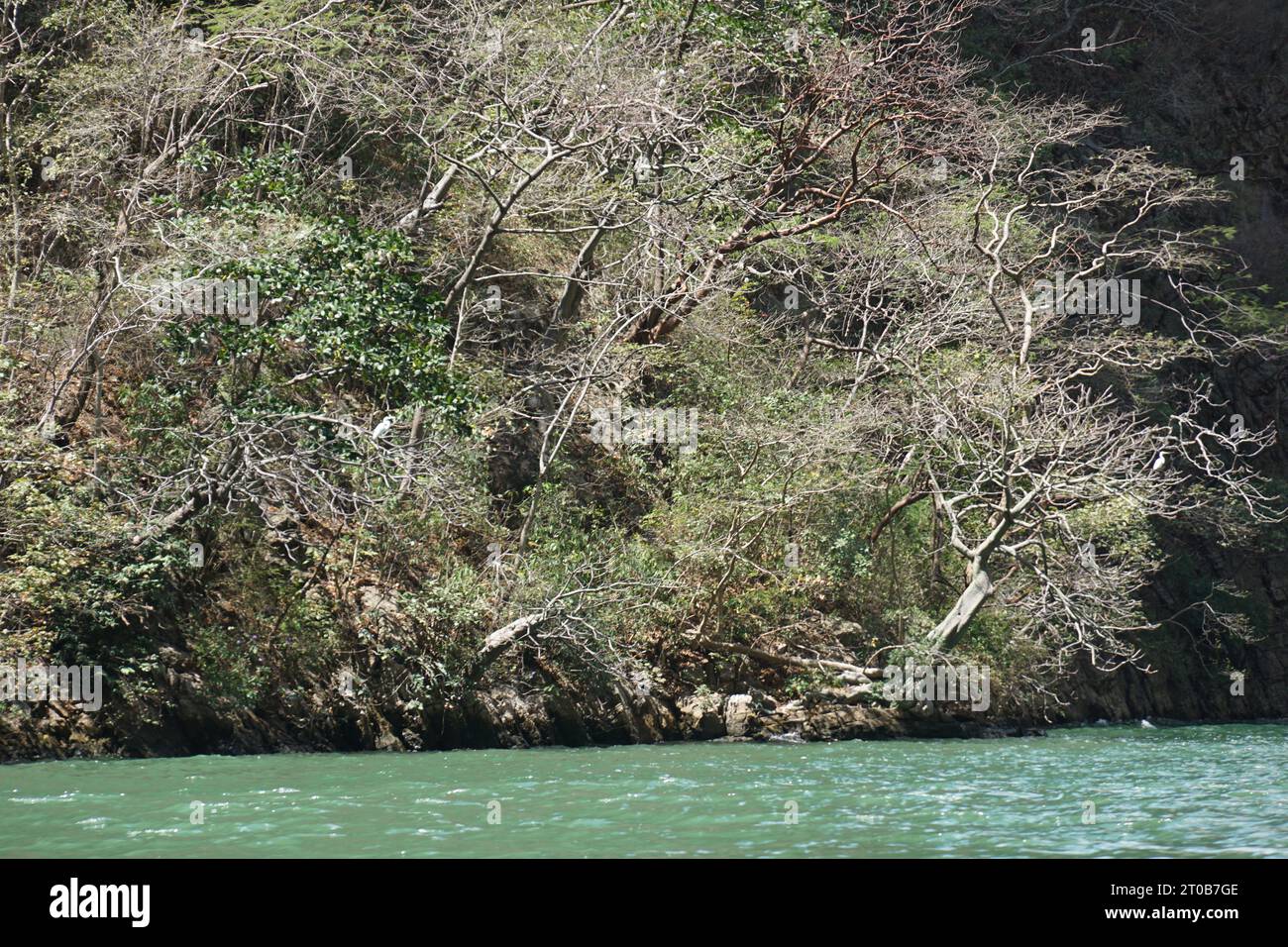 Giungla, vegetazione, fiume grijalva, alberi, canyon del sumidero a chiapas, messico Foto Stock