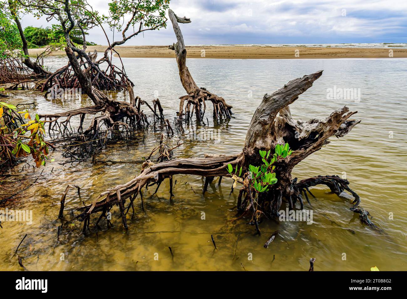 Splendida vegetazione di mangrovie sulla spiaggia di PE de Serra nella città costiera di Serra grande, nello stato di Bahia Foto Stock