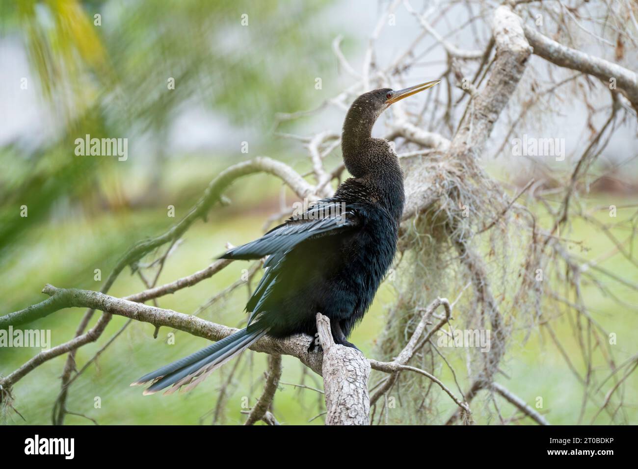 Un grande uccello anhinga che riposa sul ramo dell'albero nelle zone umide della Florida Foto Stock