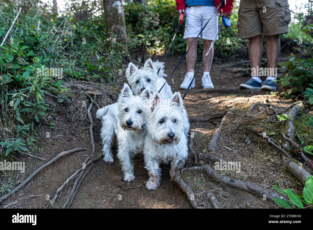 Tre è meglio di uno (West Highland terriers) Foto Stock