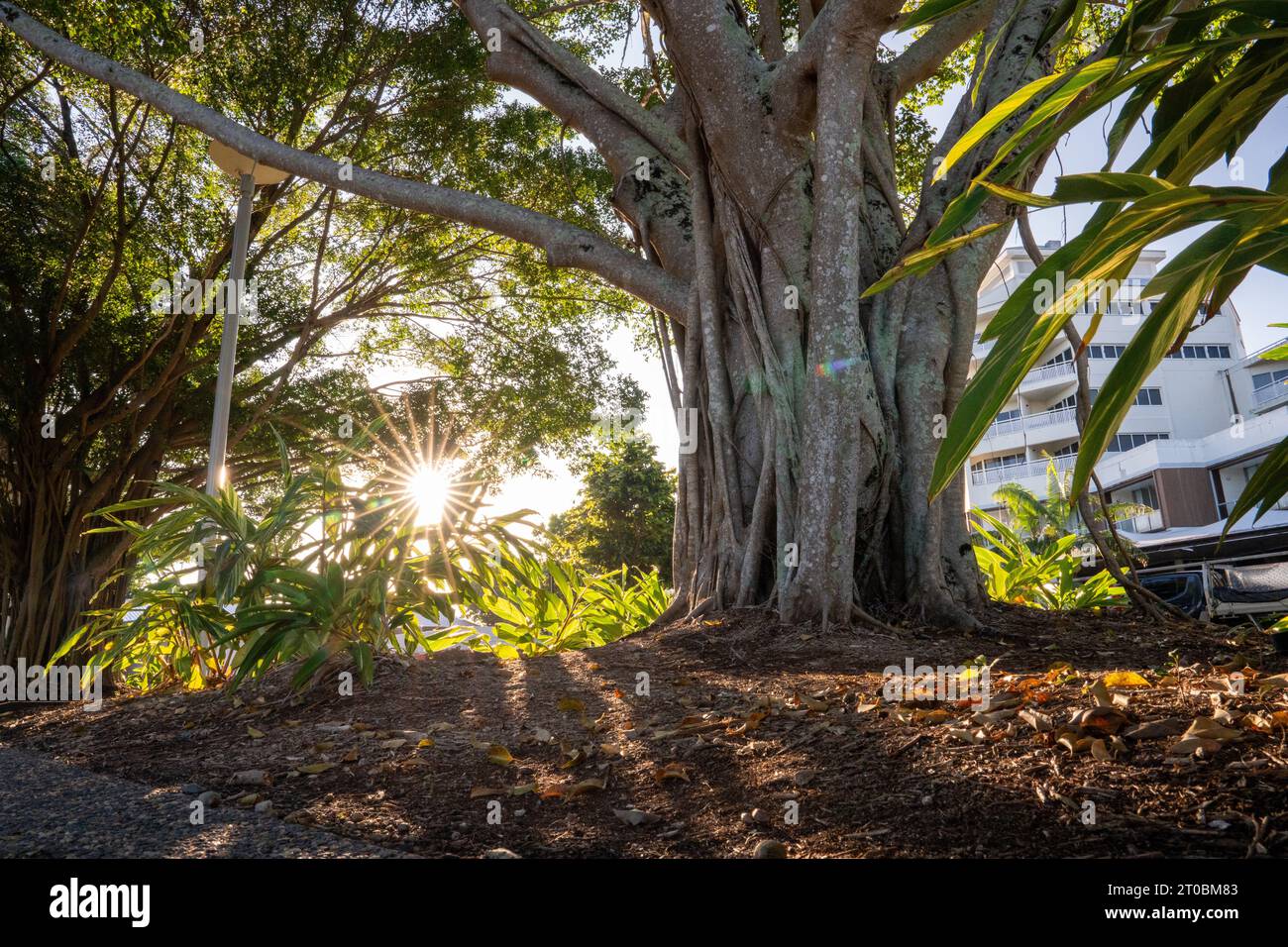 Incredibile Australia in un viaggio nella giungla e nella città, per vedere tutto, dallo skyline di Sydney alla fauna selvatica di Cairns. Foto Stock