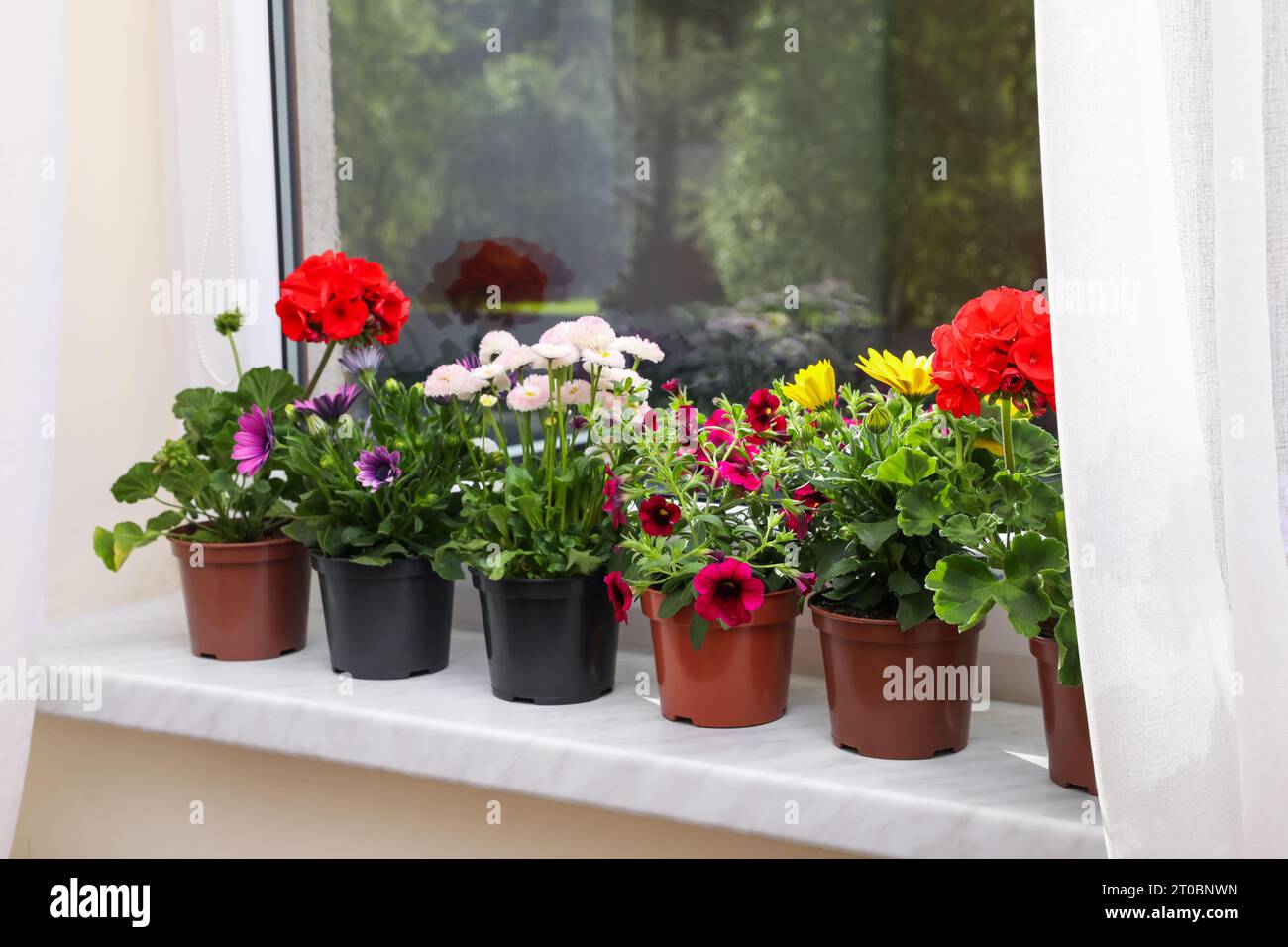 Diversi splendidi fiori in vaso sul davanzale all'interno Foto Stock