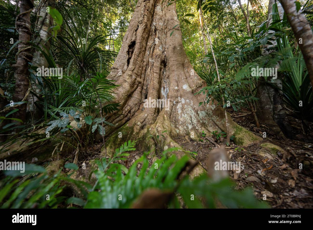 Incredibile Australia in un viaggio nella giungla e nella città, per vedere tutto, dallo skyline di Sydney alla fauna selvatica di Cairns. Foto Stock