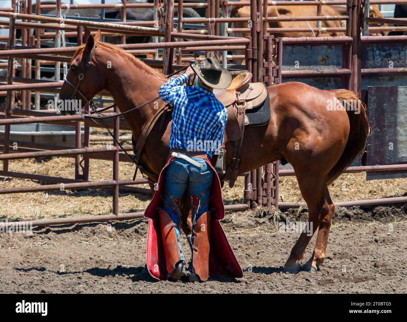 Un cowboy a un rodeo si sta preparando a montare Is Horse. Indossa capi, pantaloni blu, camicia blu a quadri e cappello marrone. Un corral con metallo rosso r Foto Stock