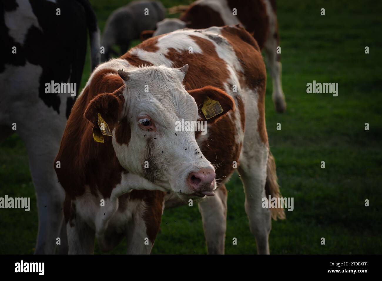 Immagine di un giovane vitello holstein in piedi a Zasavica, in Serbia. L'Holstein Frisone è una razza internazionale o un gruppo di razze di bovini da latte. Foto Stock