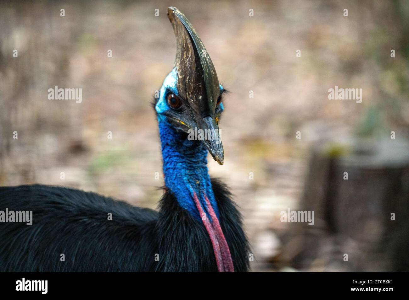 Incredibile Australia in un viaggio nella giungla e nella città, per vedere tutto, dallo skyline di Sydney alla fauna selvatica di Cairns. Foto Stock