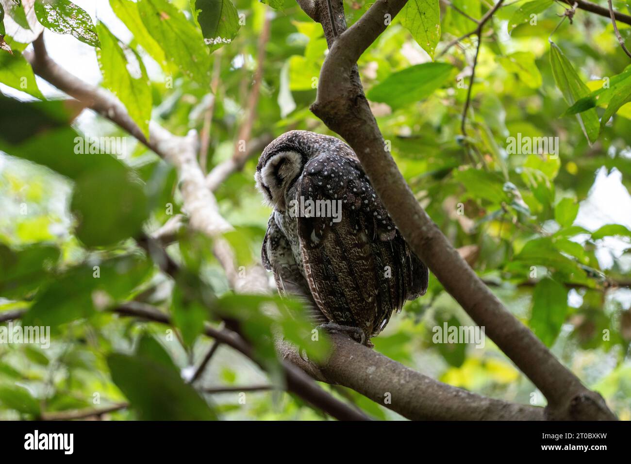 Incredibile Australia in un viaggio nella giungla e nella città, per vedere tutto, dallo skyline di Sydney alla fauna selvatica di Cairns. Foto Stock