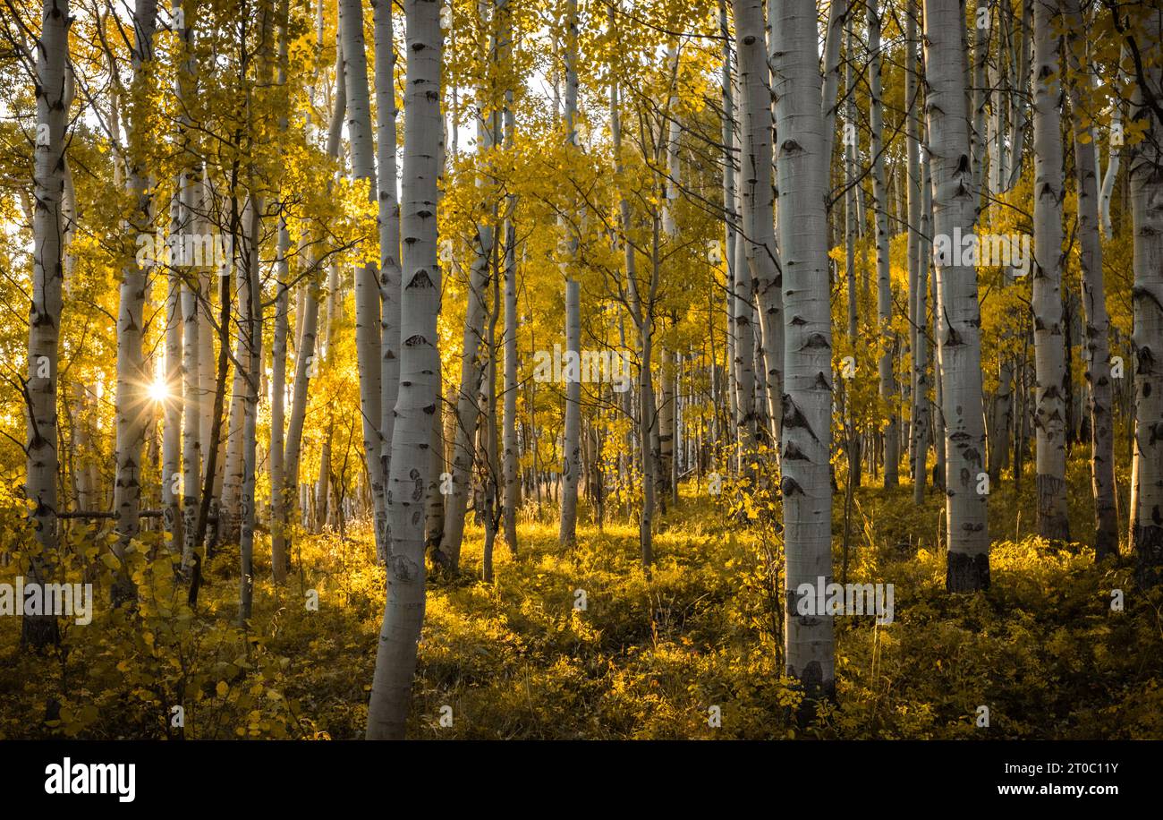 Il sole serale raggiunge il picco attraverso il fitto boschetto di aspen durante i colori autunnali alla fine di settembre, Crested Butte, Colorado Foto Stock