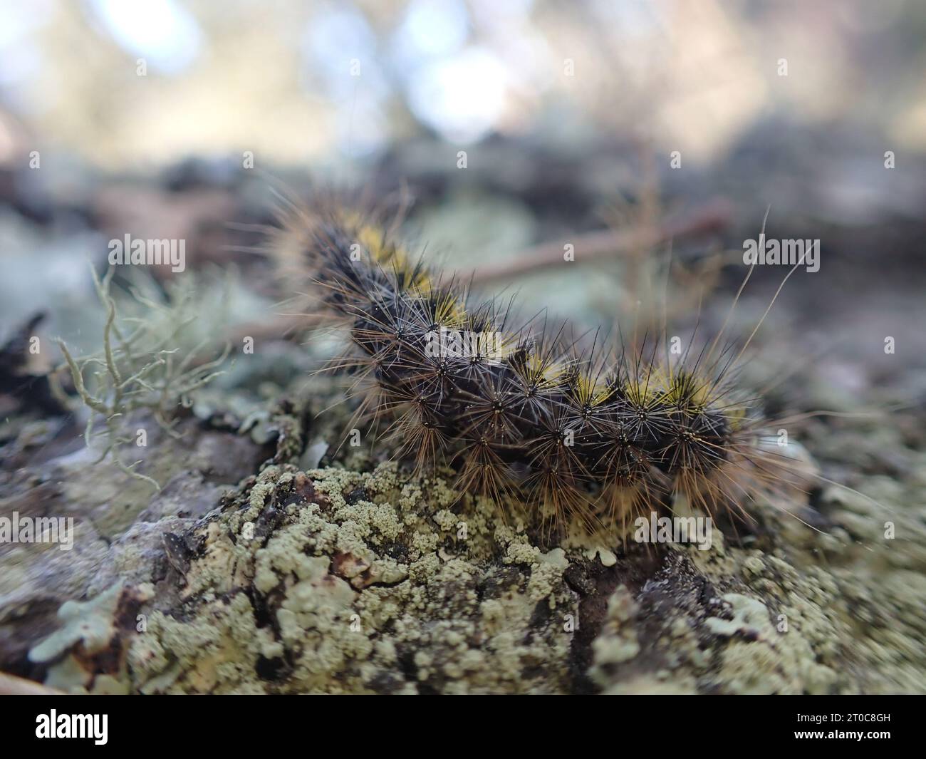 Caterpillar Foto Stock