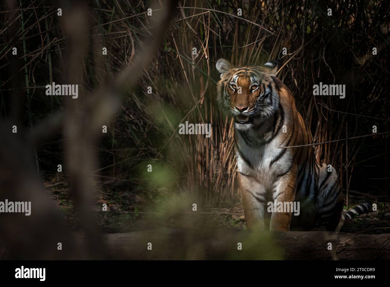 Tigre seduta nell'habitat della foresta di terai Foto Stock