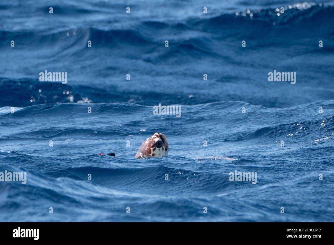 Iona, una tartaruga taglialegna, l'anno scorso è stato trovato lavato su una spiaggia in Scozia a oltre mille miglia dal suo habitat naturale, dopo essere stato rilasciato nell'Oceano Atlantico, vicino alle Azzorre in Portogallo, dopo essere stato curato di nuovo in salute dal personale della Sea Life e dagli specialisti marini. Data foto: Mercoledì 4 ottobre 2023. Foto Stock