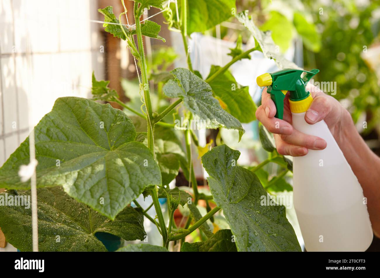 Il giardinaggio dell'uomo anziano in serra domestica. Le mani dell'uomo tengono il flacone spray e annaffiare la pianta del cetriolo Foto Stock