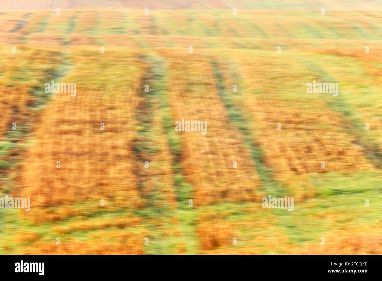 Foto sfocata del movimento di un campo agricolo. Foto Stock