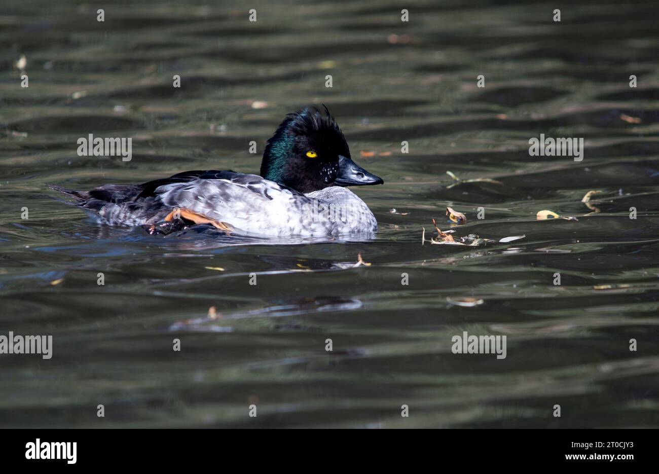 Nuoto dell'anatra Foto Stock