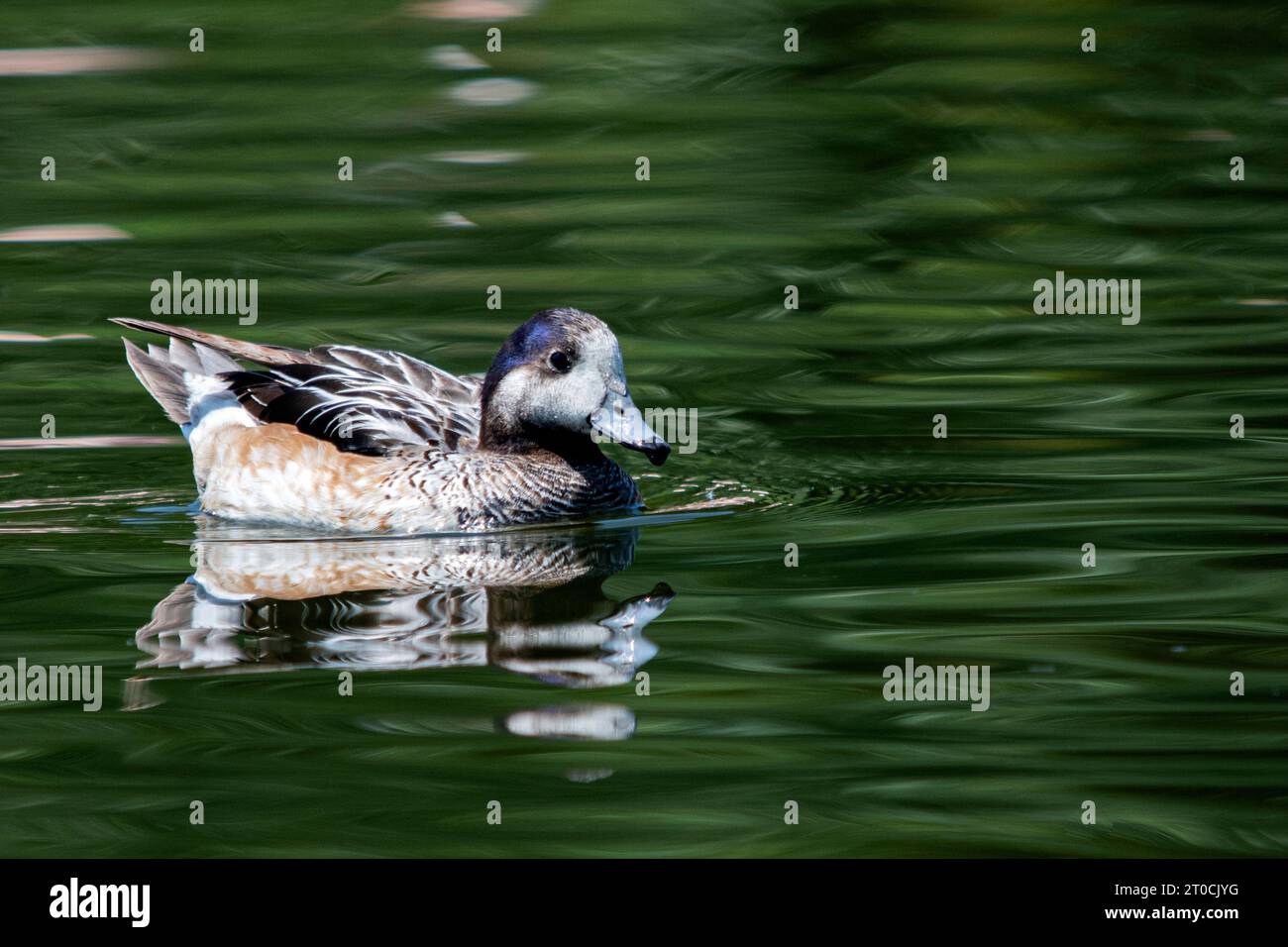 Chiloé Wigeon Duck Swim, originario del Sud America, si trova in numerose collezioni di uccelli nel Regno Unito. Foto Stock