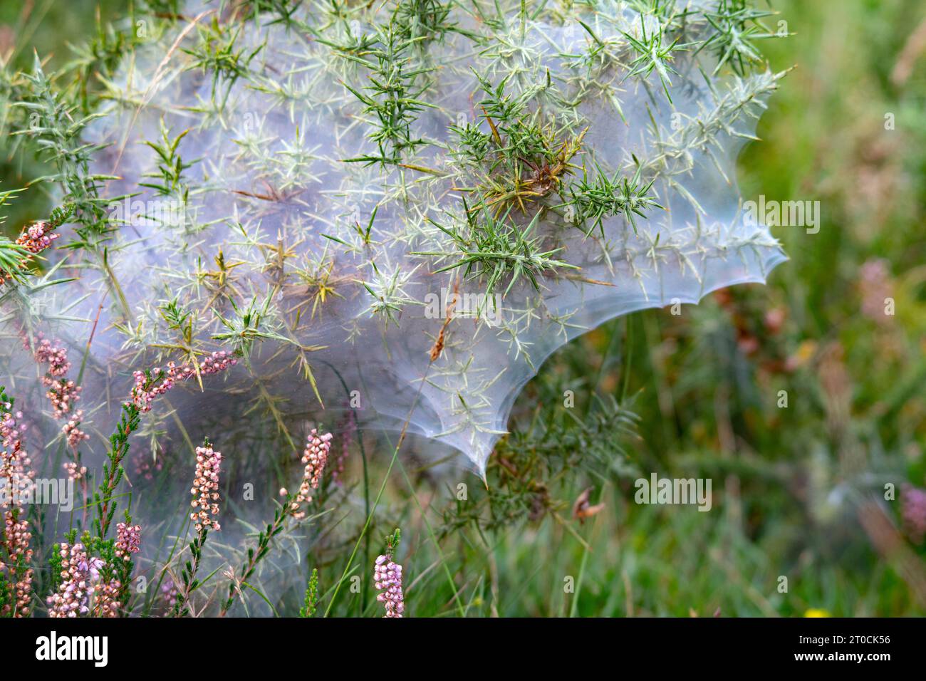 Gorse Spider mite Colony Foto Stock