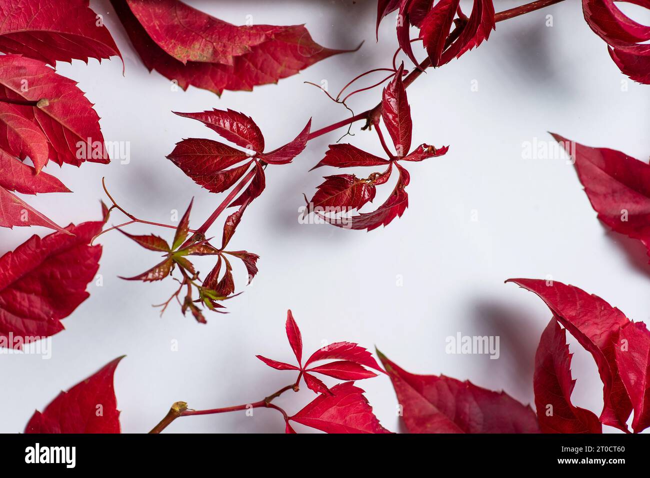 Ramoscelli con foglie rosse di sangue in primo piano su sfondo bianco. Sfondo astratto con colori autunnali Foto Stock