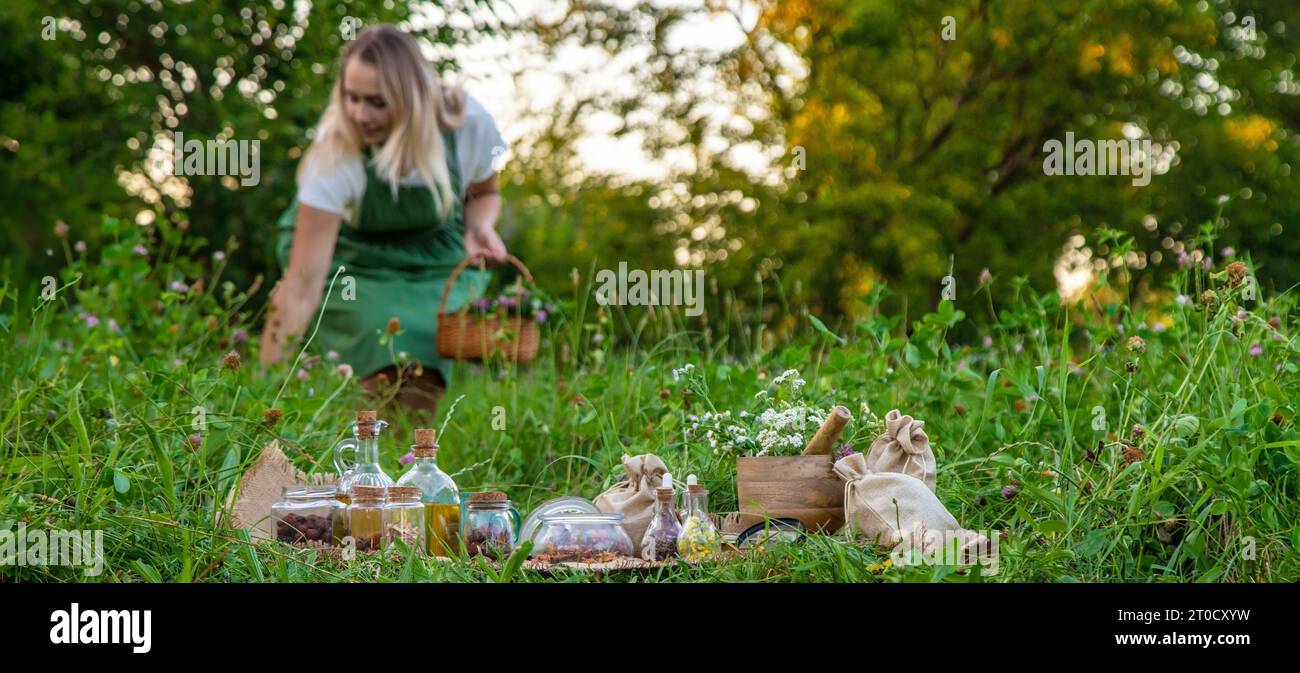 La donna raccoglie erbe medicinali. Messa a fuoco selettiva. Natura. Foto Stock