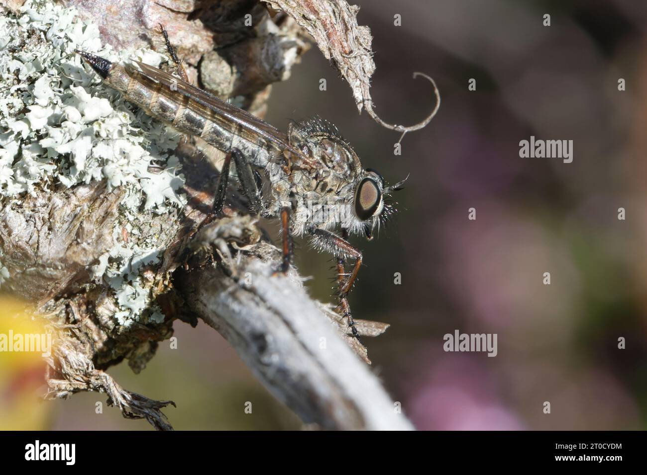 Gemeine Raubfliege, Weibchen, Tolmerus cfr atricapillus, female, Robberfly, Robber-fly, Raubfliegen, Mordfliegen, Asilidae, Robberflies, il rapinatore vola Foto Stock