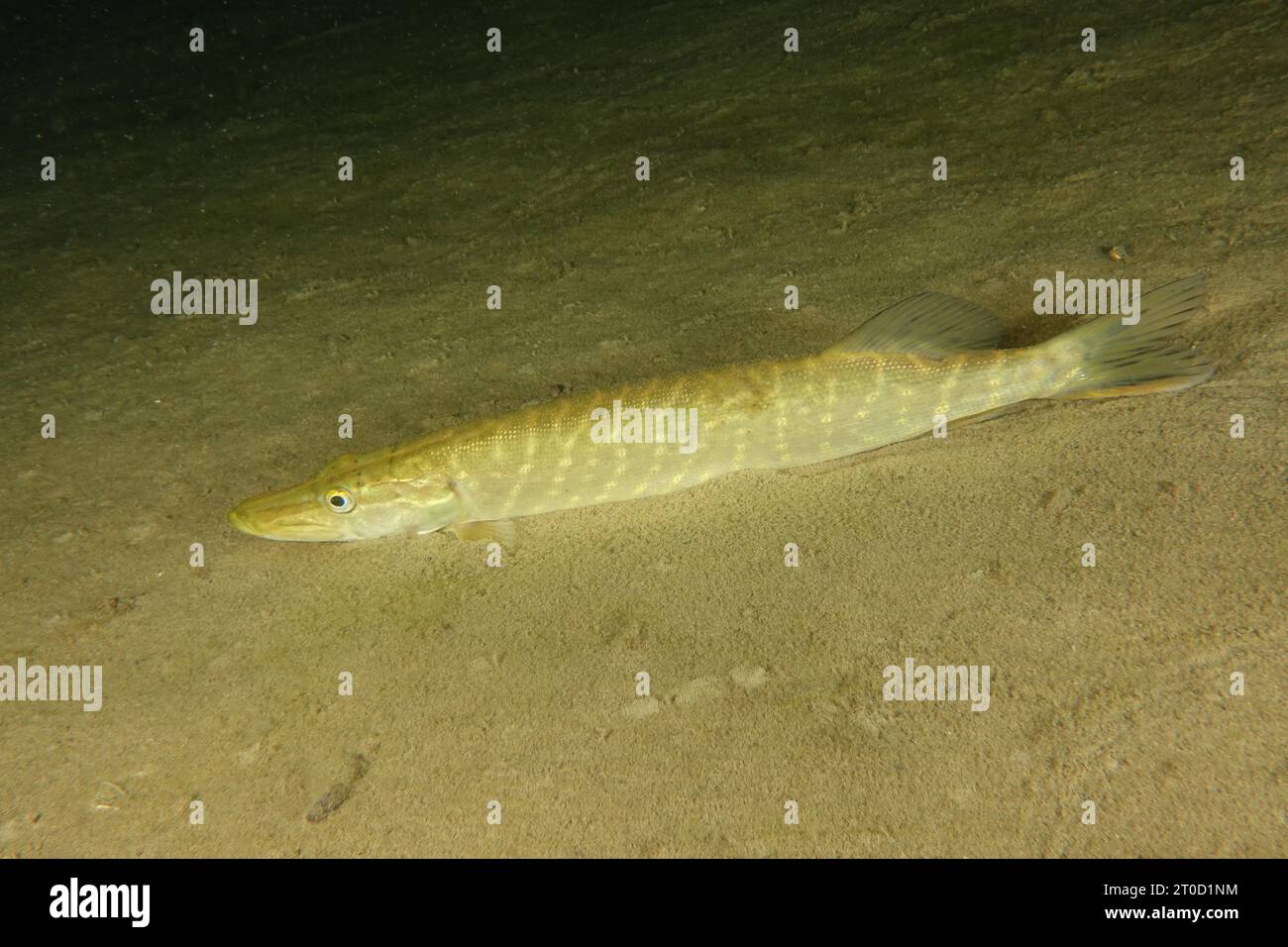 Pike (Esox lucius) riposa sul fondo sabbioso del lago. Terlinden, Kuesnacht, Lago di Zurigo, Canton Zurigo, Svizzera Foto Stock