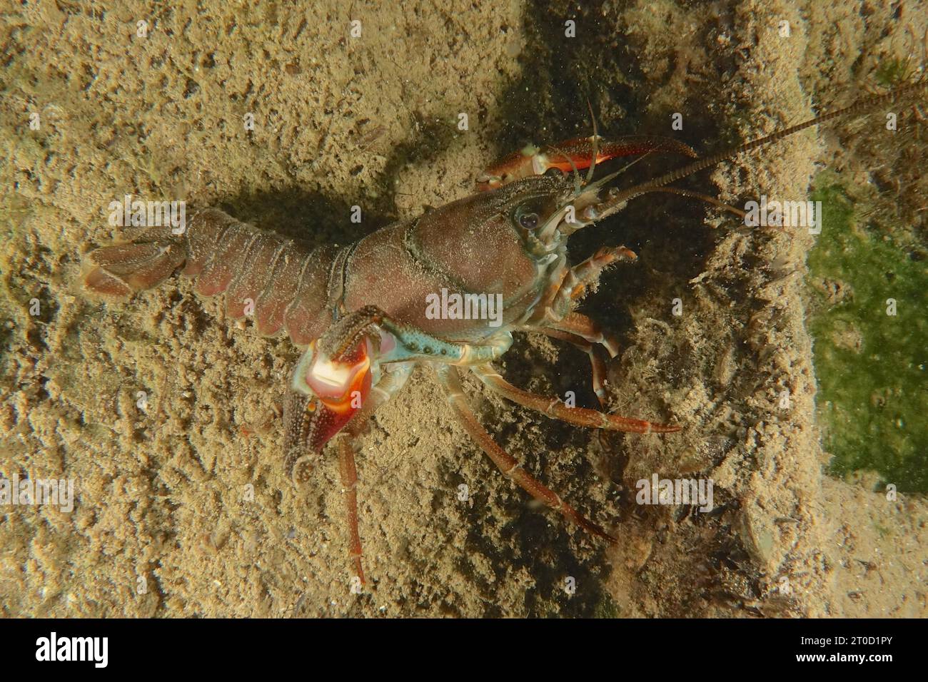 Un gambero di segnale (Pacifastacus leniusculus), gambero americano, specie invasiva, minaccia con i suoi artigli. Terlinden, Kuesnacht, lago Foto Stock