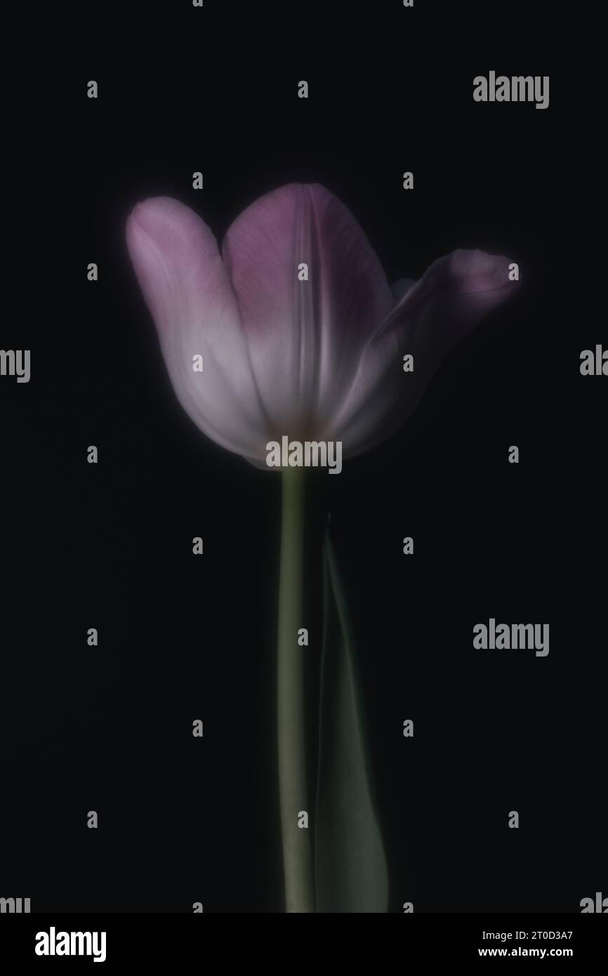 Fiore, tulipano, petali, natura, macro, umore, piante, delicato Foto Stock