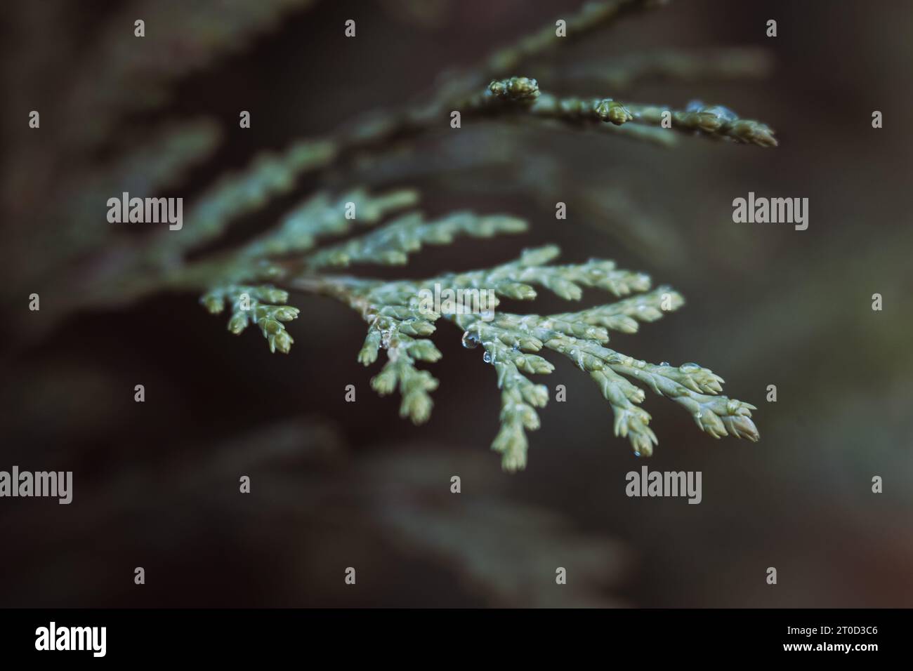 Foglie verdi, macro, piante, natura, goccioline d'acqua, giardino Foto Stock